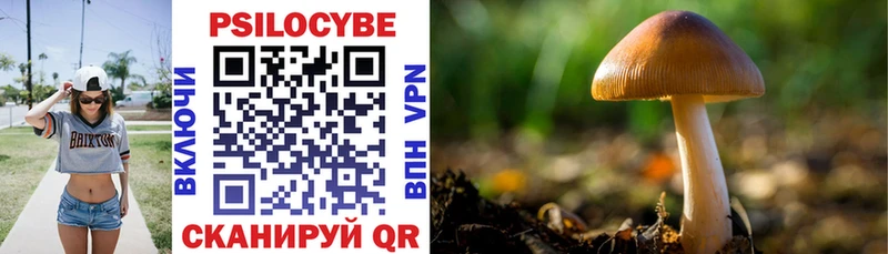kraken ТОР  Терек  Галлюциногенные грибы Psilocybe 